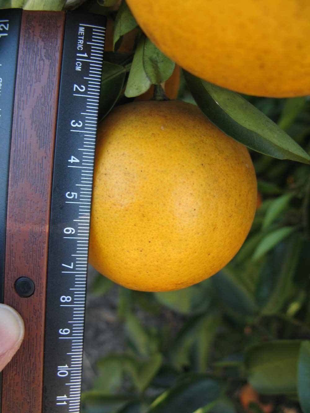            Fruit (Winter Haven, FL)   